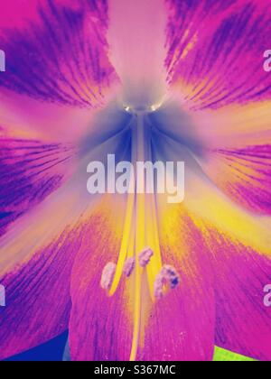 Hippeastrum Blume. Amaryllis. Stockfoto