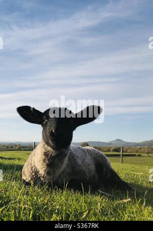 Schwarz konfrontiert Suffolk Kreuz Lamm in einem Feld mit Roseberry Topping im Hintergrund, North Yorkshire, England, Großbritannien Stockfoto