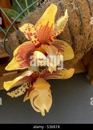 Brillante goldene Stanhopea-Orchideen oder kopfüber hängende Orchideenblumen am Boden des Korbes, subtropischer Garten an der australischen Küste Stockfoto