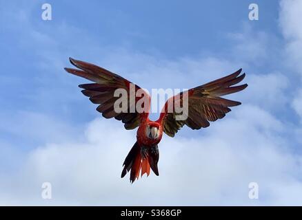 Papagei im Flug im Paradise Park in Cornwall Stockfoto