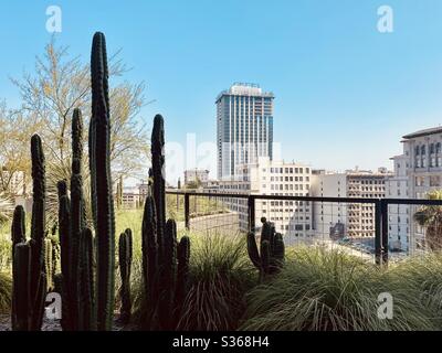 LOS ANGELES, CA, APR 2020: Kaktus im Vordergrund mit neu errichtetem Perla-Hochhaus im Hintergrund Stockfoto