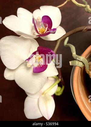 Nahaufnahme der Orchidee in einem Terracotta-Topf. Stockfoto