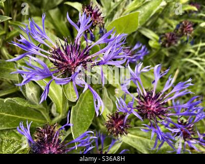 Nahaufnahme von dunkelblauen Kornblumen gegen grünes Laub auf dem Land. Cyanus montana alias mehrjährige Kornblume, Berg Kornblume, Junggesellenknopf, Bergknöterich, Berg bluet Stockfoto