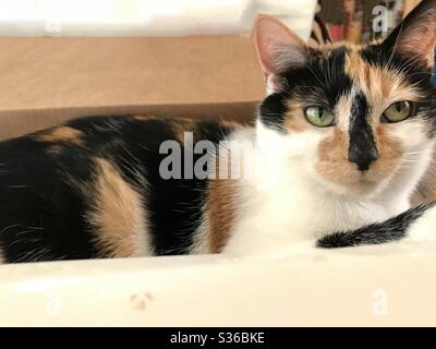 Porträt von schönen Calico Katze mit wunderschönen grünen Augen und blind in ihrem linken Auge, häusliche Kurzhaar kastriert Weibchen Stockfoto