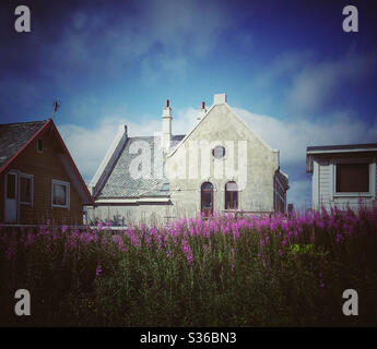 Häuser neben einem Feld von lila Heidekraut in Haugesund, Norwegen Stockfoto