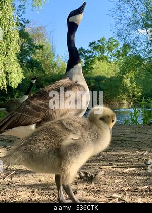 Gosling und Mutter Gans im Park Stockfoto