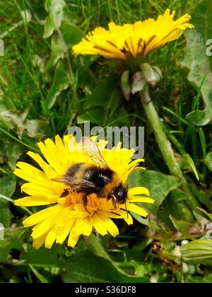 Hummel auf Löwenzahn Blume Stockfoto