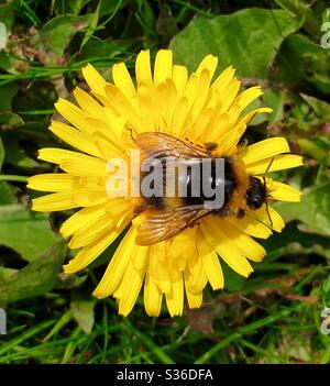 Hummel auf Löwenzahn Blume Stockfoto