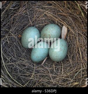 Schwarzvogel (Turdus merula) Eier im Nest, Katalonien, Spanien. Stockfoto