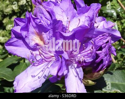 Leuchtendes Flieder-Rhododendron blüht im Frühlingssonne Stockfoto