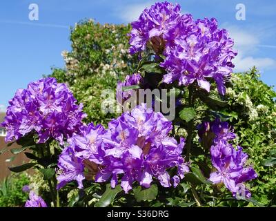 Schöne lila Rhododendron Blumen gesetzt gegen einen blauen Himmel in der Frühlingssonne Stockfoto