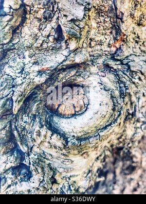 Nahaufnahme des Baumstammes. Stockfoto