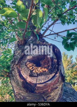 Neues Wachstum von einem alten Baum. Stockfoto