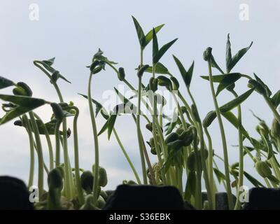 Hausgemachte Bio-Micro-Greens auf Himmel Hintergrund, frische grüne Bohnen Micro-grünen Sprossen für gesunde vegane Lebensmittel Kochen. Gesundes Essen und Diät-Konzept.New Wachstum neues Leben Stockfoto