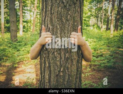 Ein lustiges Naturbild eines Baumes mit menschlichen Armen, der eine positive Geste der Daumen nach oben zu Erhaltung und Ökologie gibt Stockfoto