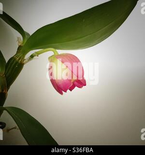 Ein Nahaufnahme von einer Orchideenblüte, wunderschön leuchtendem Pink und Pfirsich vor weißem Hintergrund Stockfoto