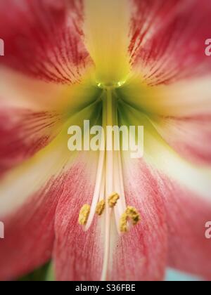 Hippeastrum Blume. Amaryllis. Stockfoto