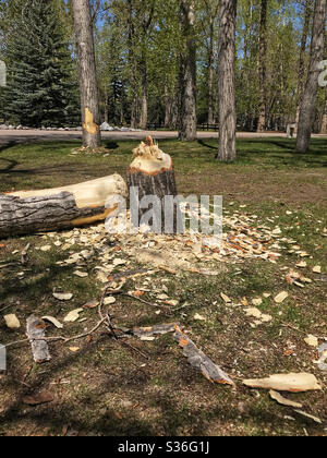 Ein gefällter Baum, umgeben von Holzspänen, nachdem er von einem lokalen Biber abgesetzt wurde. Prince’s Island Park, Calgary, Alberta, Kanada. Der Baum im Hintergrund scheint auch angeknabert worden zu sein. Stockfoto