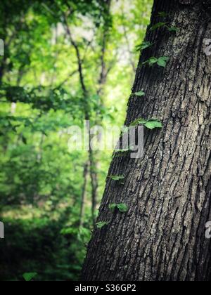 Reben, die auf der Rinde eines Baumes im Wald wachsen Stockfoto