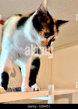 Portrait der schönen Innen-Begleiter-Tier gespuste weibliche Kalikatze mit wunderschönen grünen Augen, häusliche oder amerikanische Shorthair-Kitty Stockfoto