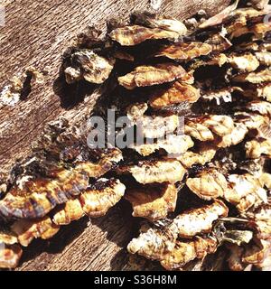 Putenschwanz-Pilz aus nächster Nähe auf einem gefallenen Baum gesehen. Trametes versicolor Pilze. Polypore Holzfäule Pilz auf einem toten Baumstamm in Wald. Stockfoto