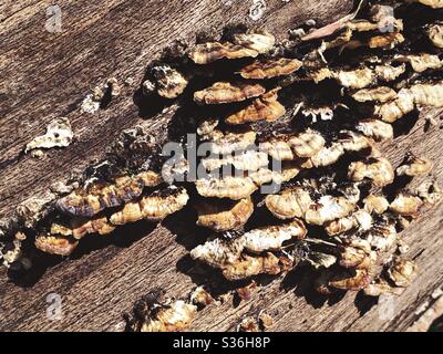 Putenschwanz-Pilz aus nächster Nähe auf einem gefallenen Baum gesehen. Trametes versicolor Pilze. Polypore Holzfäule Pilz auf einem toten Baumstamm in Wald Stockfoto