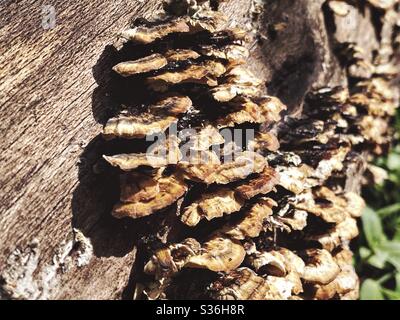 Putenschwanz-Pilz aus nächster Nähe auf einem gefallenen Baum gesehen. Trametes versicolor Pilze. Polypore Holzfäule Pilz auf einem toten Baumstamm in Wald Stockfoto