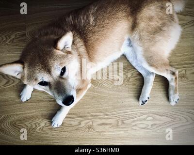 Shiba inu Hund schaut auf die Kamera Stockfoto