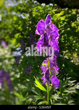 Monkshood (Aconitum sp) wächst am Fluss Ely, Südwales, Mai. Stockfoto