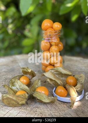 Physalis peruviana Früchte auf einem Baumstamm Stockfoto