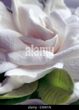 Natürliche Schönheit. Nahaufnahme von schönen cremig weißen Gardenia Blume, Blütenblätter und Blätter Stockfoto