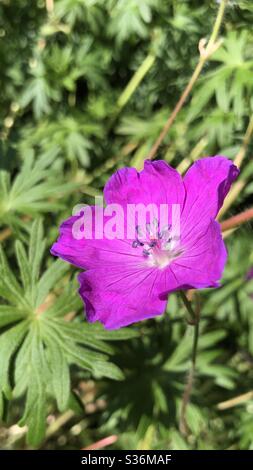 Lila rosa Geranie in voller Blüte, in einem Garten in England, Großbritannien Stockfoto