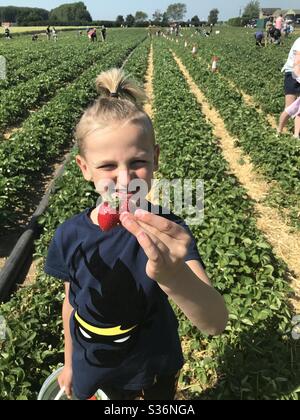 Erdbeeren pflücken Stockfoto