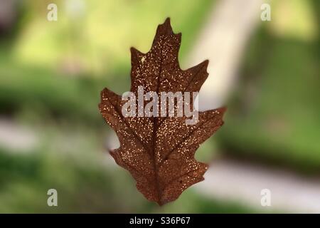 Trockenes Ahornblatt mit Löchern Stockfoto