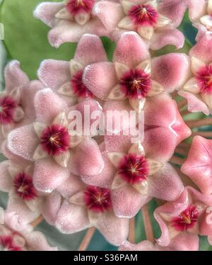 Die winzigen rosa Blüten der Wachspflanze, des Makros, Hoya carnosa Stockfoto