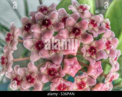 Winzige rosa Blüten in einem Cluster; Wachspflanze aus nächster Nähe, Hoya carnosa Stockfoto