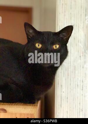 Portrait der schönen Bombay Katze mit wunderschönen grünen Augen, kastriert weiblichen Begleiter Haustier häusliche oder amerikanische Kurzhaar Rettung schwarze Katze Stockfoto