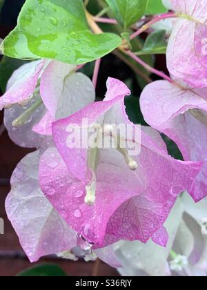 Nahaufnahme von winzigen weißen Bougainvillea- oder Bougainville-Blumen in pastellrosa und weißen Deckblättern Stockfoto