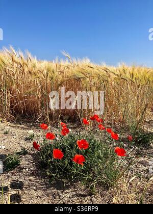 Wilde Mohnblumen, die in Frankreich an der Seite des Maisfeldes wachsen. Stockfoto