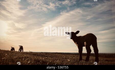 Drei Lämmer auf einem Feld in North Yorkshire, England, Großbritannien Stockfoto