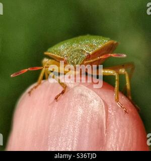Grüner Schild Bug auf dem Finger Stockfoto