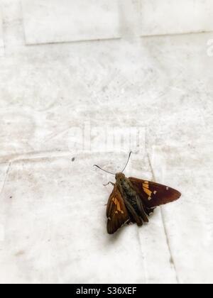 Schmetterling auf einem weißen Stuhl Stockfoto