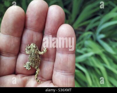 Kröte mit Nacktjackschnuck. Epidalea calamita, ehemaliger Bufo calamita. Stockfoto