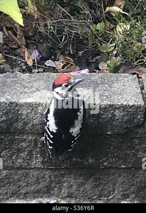 Jungtier Specht (Dendrocopos Major) Stockfoto