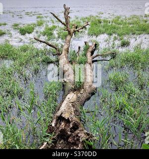 Alte tote gefallene Eiche Baumstamm liegt im flachen Wasser des Sees in der Brenne, Indre, Frankreich. Stockfoto