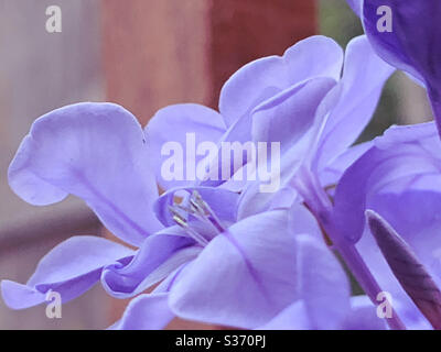 Blue Plumbago blüht aus nächster Nähe Stockfoto