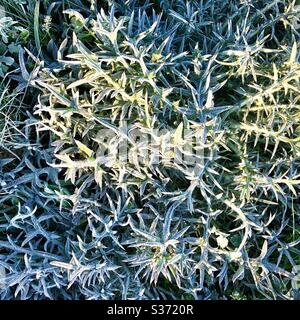 Thistle Blätter bedeckt in frühen Morgenfrost. Stockfoto