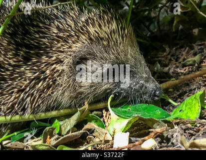 Igel schnüffelt im Unterholz Stockfoto