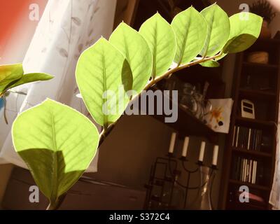 Zanzibar Edelstein, ZZ Pflanze (Zamioculcas) Blätter im Rücklicht Stockfoto