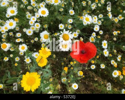 Ein roter Mohn wächst unter Löwenzahn und Gänseblümchen. Stockfoto